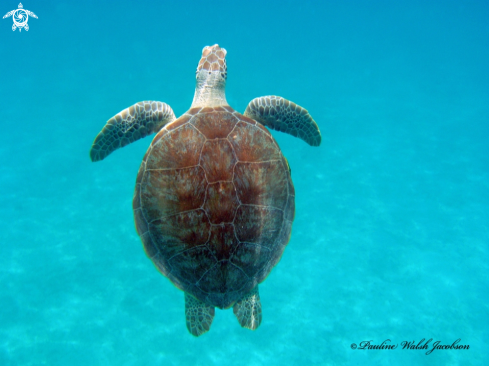 A Green Sea Turtle