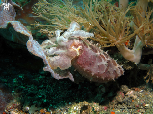 A Sepia latimanus | Broadclub Cuttlefish