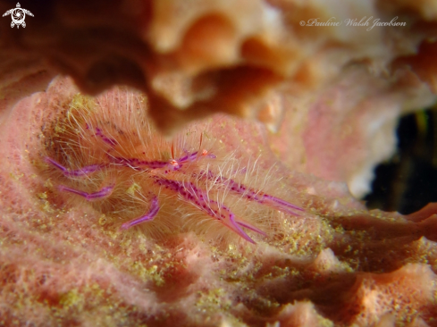 A Hairy Squat Lobster