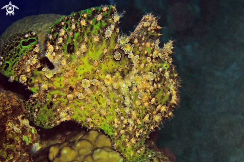 A frogfish