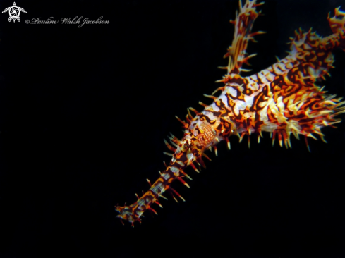 A Solenostomus paradoxus | Ornate Ghost Pipefish