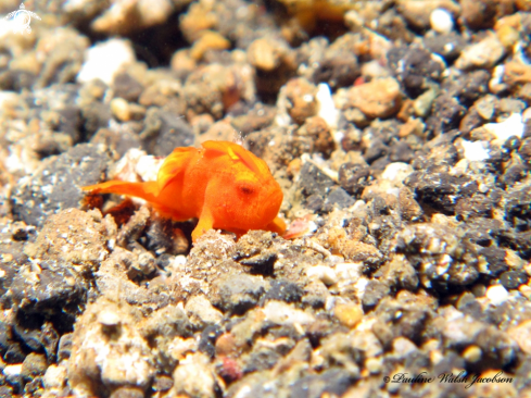 A Antennarius pictus | Juvenile Painted Frogfish