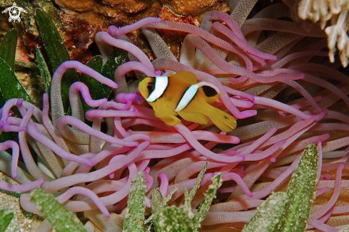 A anemone fish