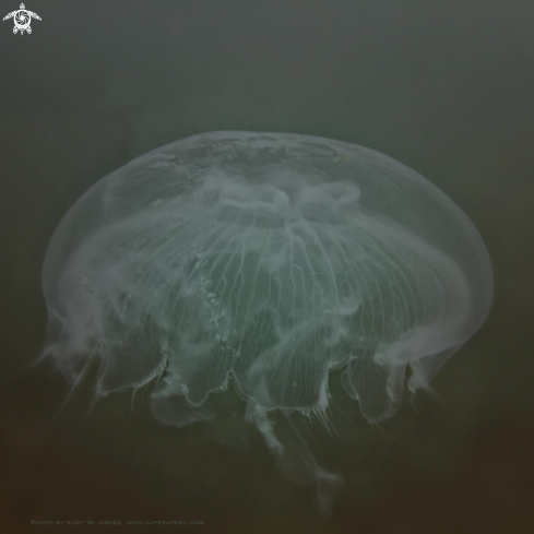 A Jelly Fish