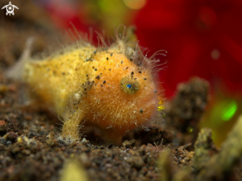 A Frog Fish