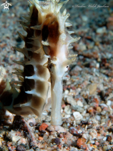 A Hippocampus jayakari | Spiny Seahorse