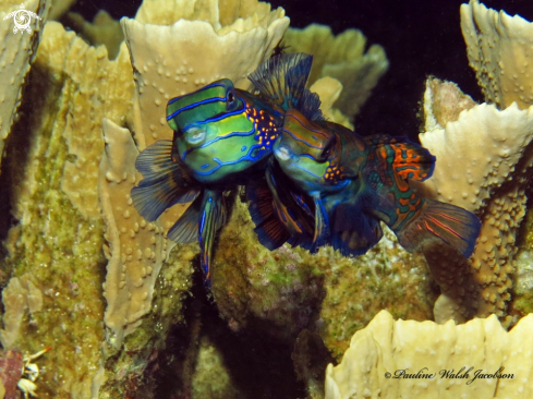 A Mating Mandarinfish