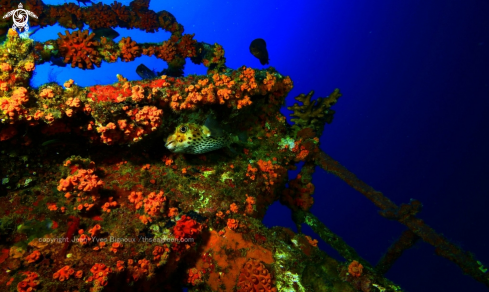 A Puffer fish high up on the Stella Maru