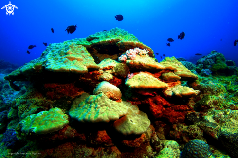 A Coral reef formation ,Balaclava Turtle Bay,Mauritius