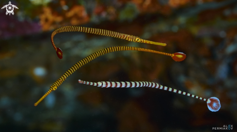 A Banded pipefish