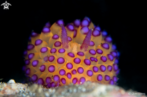 A Janolus Savinkini | Nudibranch