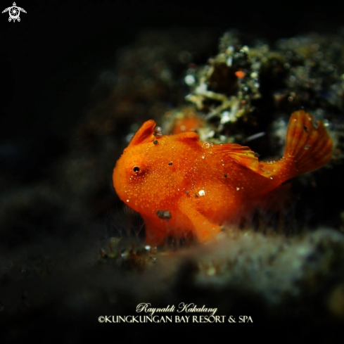 A Antenarius Pictus | Painted Frogfish