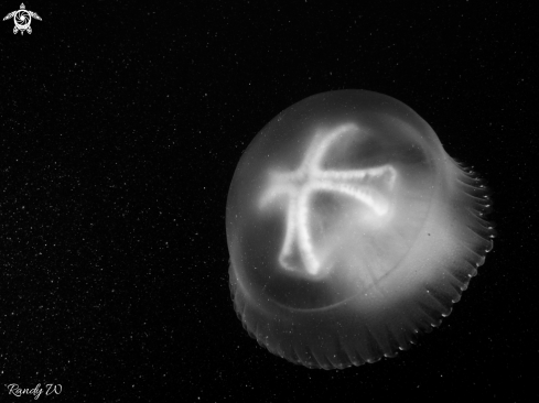 A Catostylus mosaicus | Jellyfish