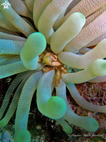 A Mithraculus cinctimanus | Banded Clinging Crab