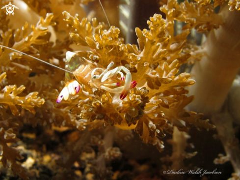 A Ancylomenes magnificus | Magnificent Anemone Shrimp