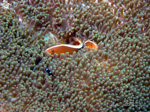 A Amphiprion sandaracinos | Orange Anemonefish