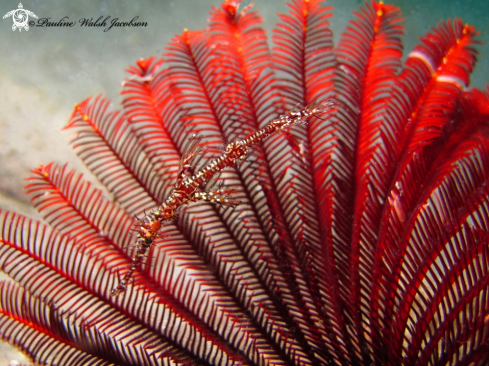 A Solenostomus paradoxus | Juvenile Ornate Ghost Pipefish