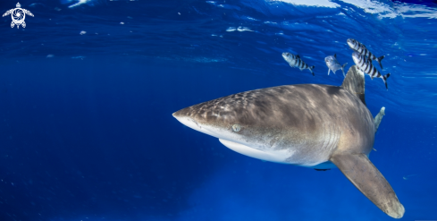 A Oceanic White Tip shark