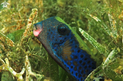 A reef fish