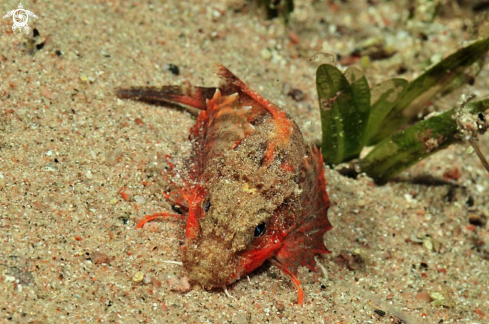 A reef fish