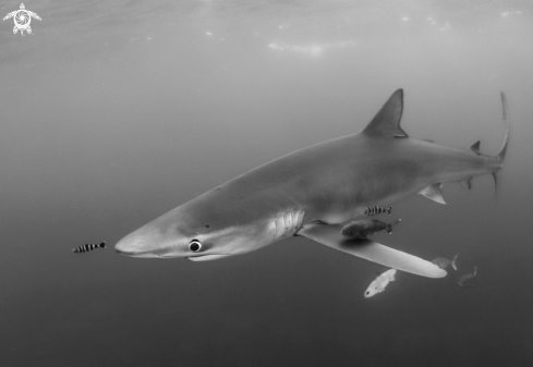 A blue shark