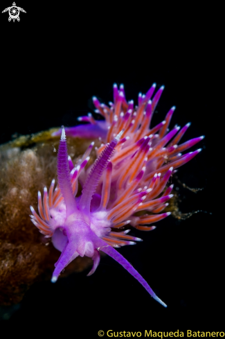 A Flabellina affinis | Flabellina