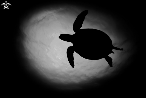 A Turtle Silhouette