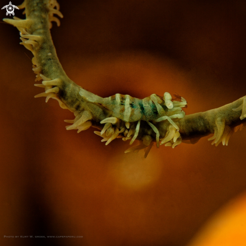 A String crab