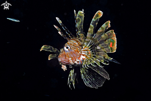 A lion fish