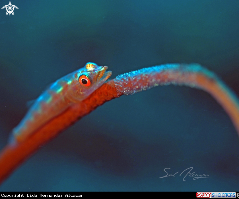 A goby with eggs