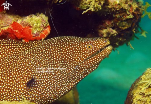 A Turkey moray (Gymnothorax meleagris)