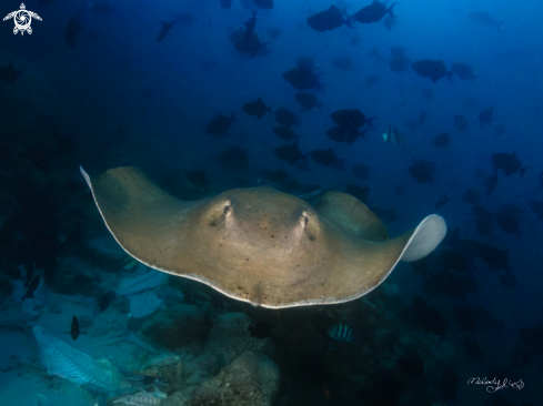 A StingRay 