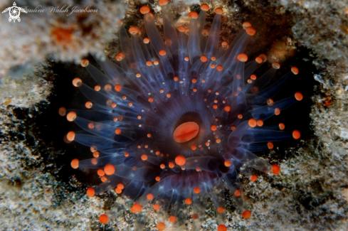 A Corynactis caribbeorum | Orange Ball Corallimorph