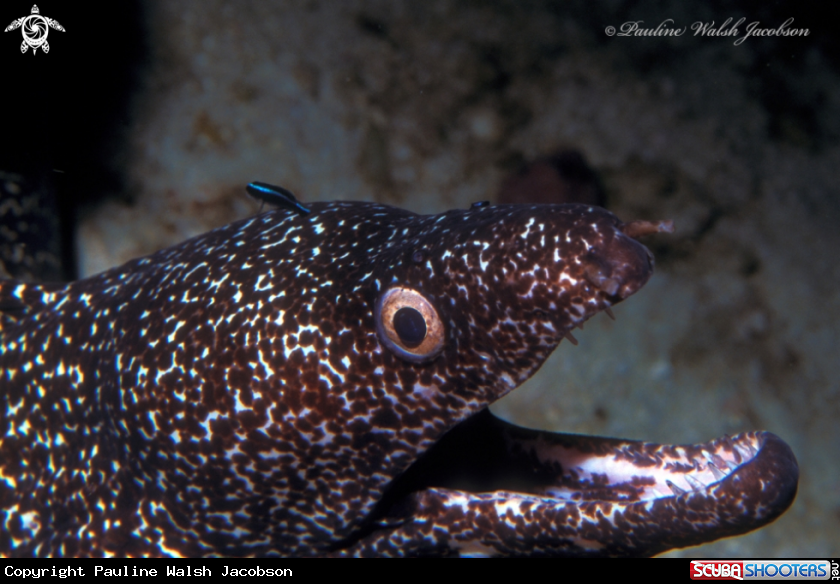 A Spotted Moray Eel