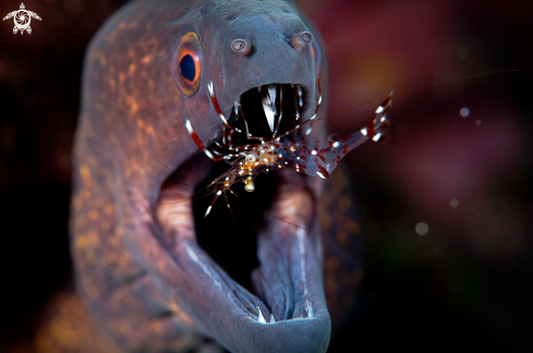 A Moray & Cleaner Shrimp