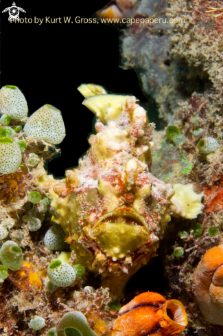 A Clown Frogfish