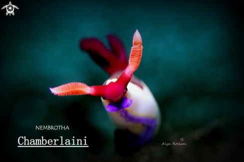 A Nembrotha Chamberlaini | Nudibranch