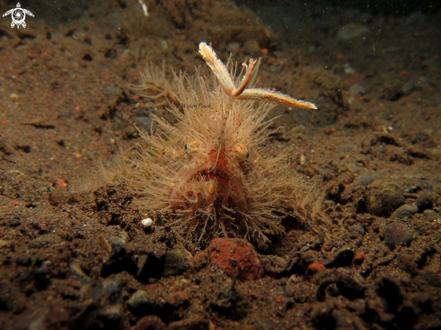 A Hairy frogfish