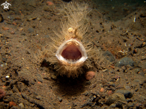 A Hairy frogfish