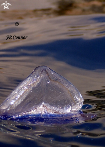 A Velella velella | VÉLELLE