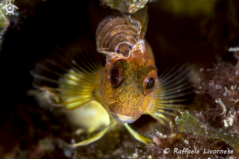 A Blenny