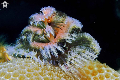 A christmas tree worm