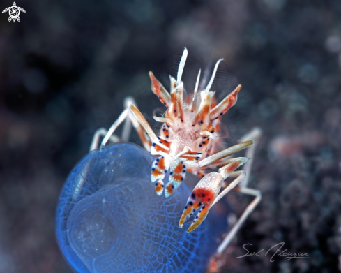 A Tiger Shrimp 