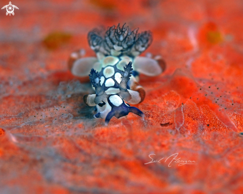 A psychedelic batwing slug