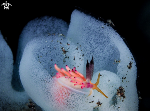 A Nudibranch