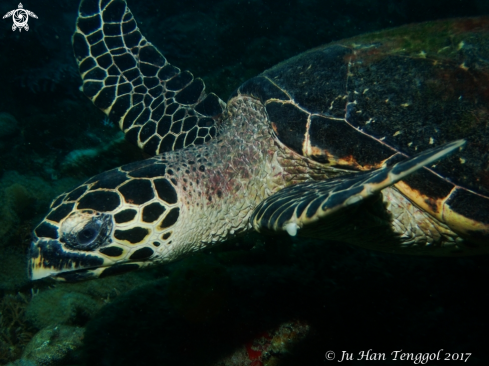 A hawksbill turtle