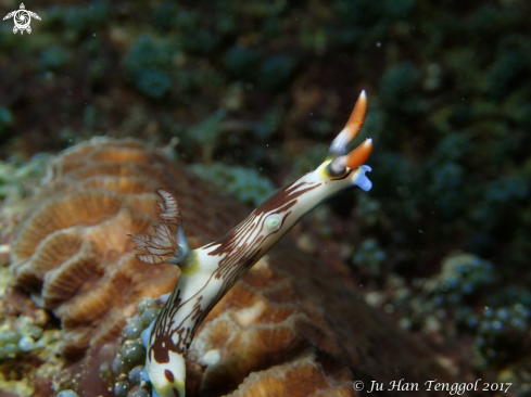 A Nudi