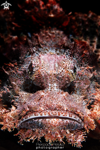 A Scorpion fish