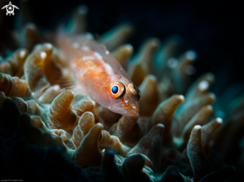 A Goby | Goby