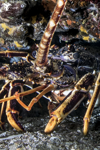 A Palinurus elephas | Lobster